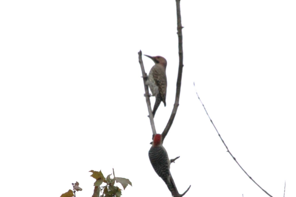Northern Flicker - ML643489229