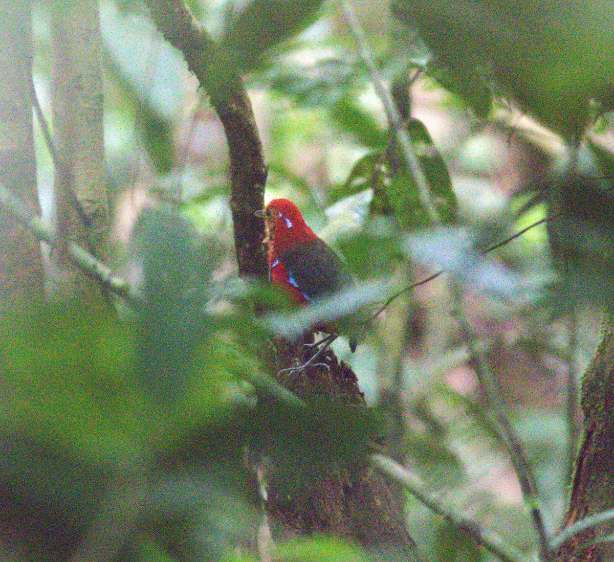 Blue-banded Pitta - ML643489278