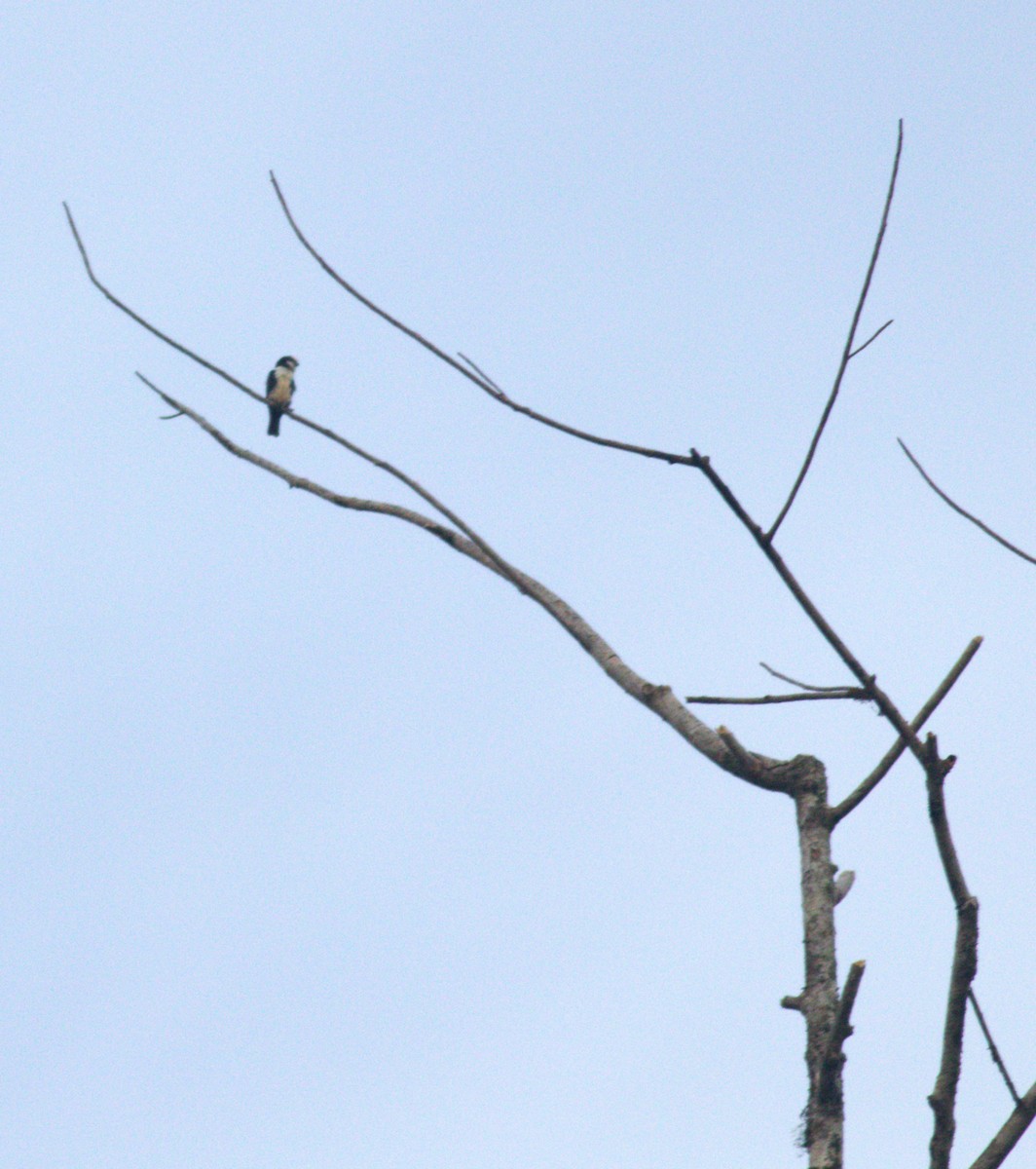 White-fronted Falconet - ML643489284