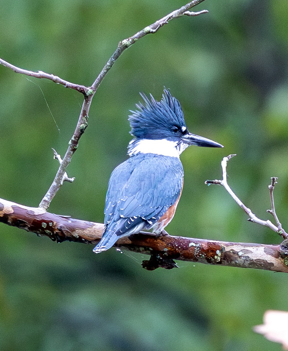 Belted Kingfisher - ML643489289