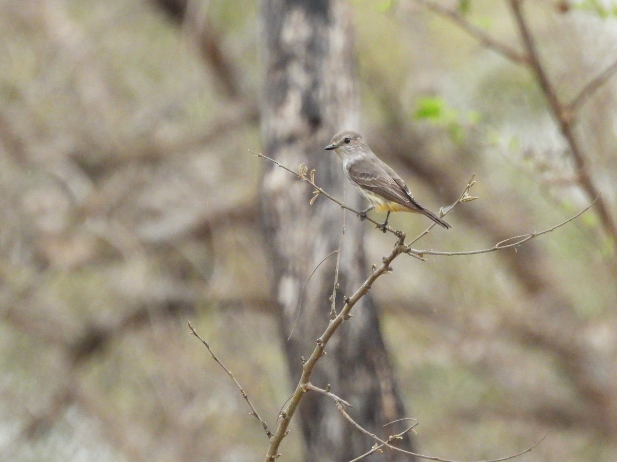 Vermilion Flycatcher (Austral) - ML643489290