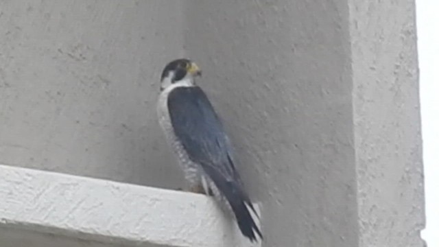 Wanderfalke - ML643489299