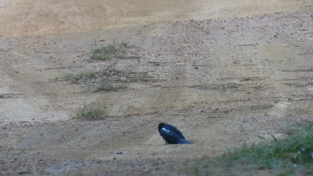 Black Nunbird - ML643489302