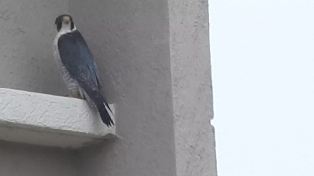 Wanderfalke - ML643489320