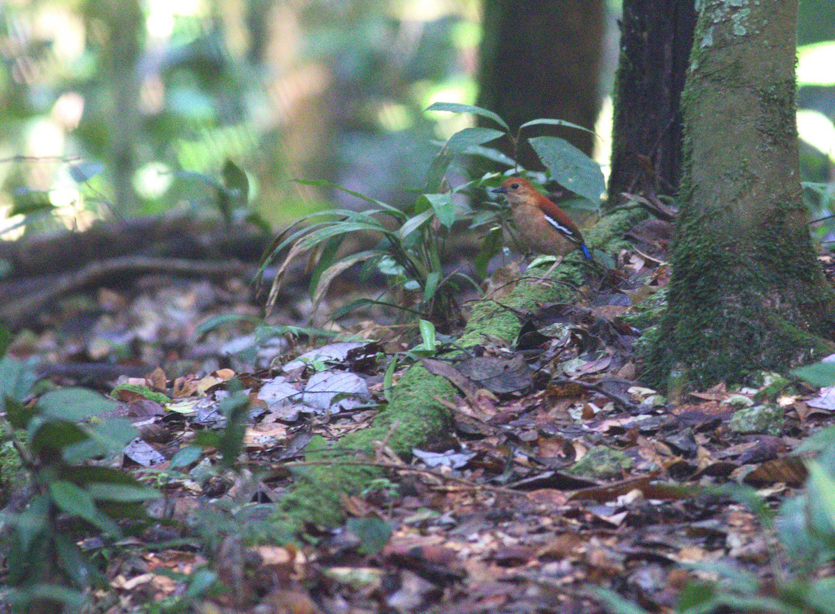 Blue-headed Pitta - ML643489321