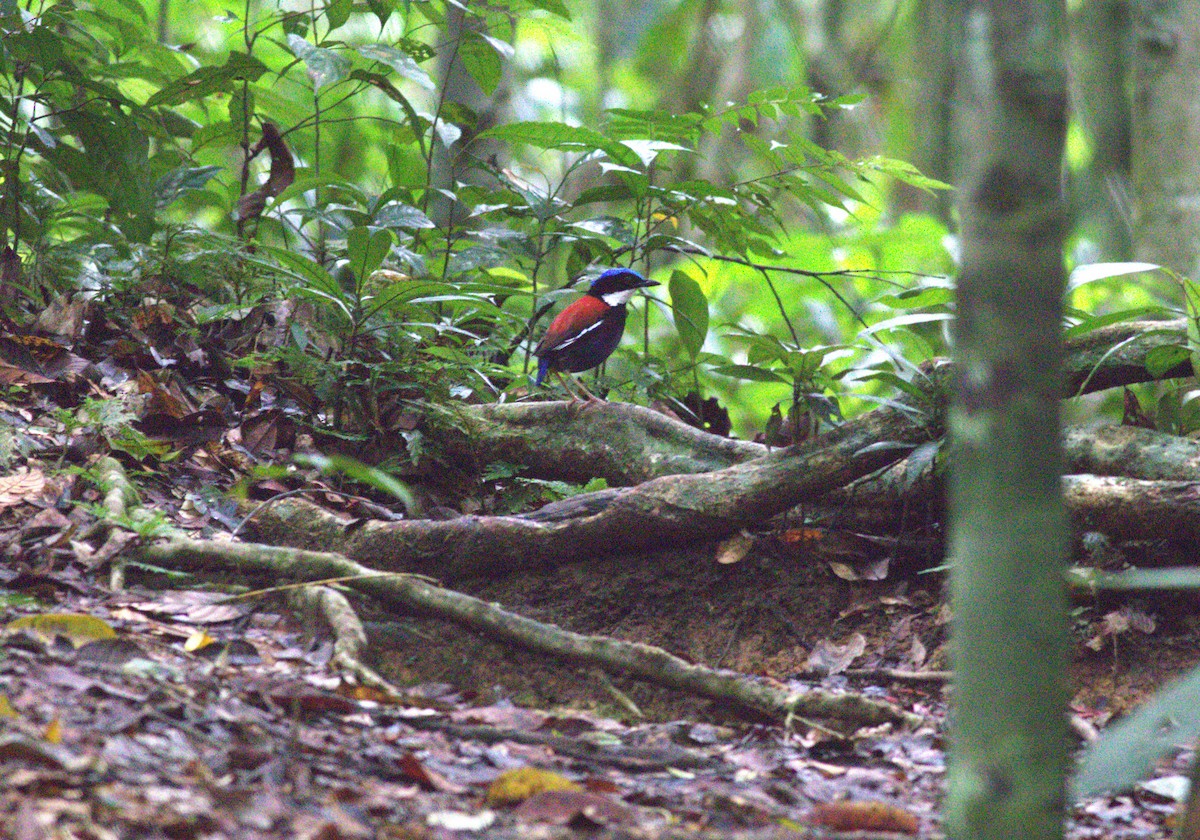 Blue-headed Pitta - ML643489322