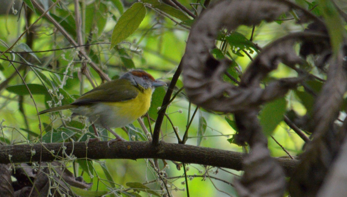 Rostbrauenvireo - ML643489323