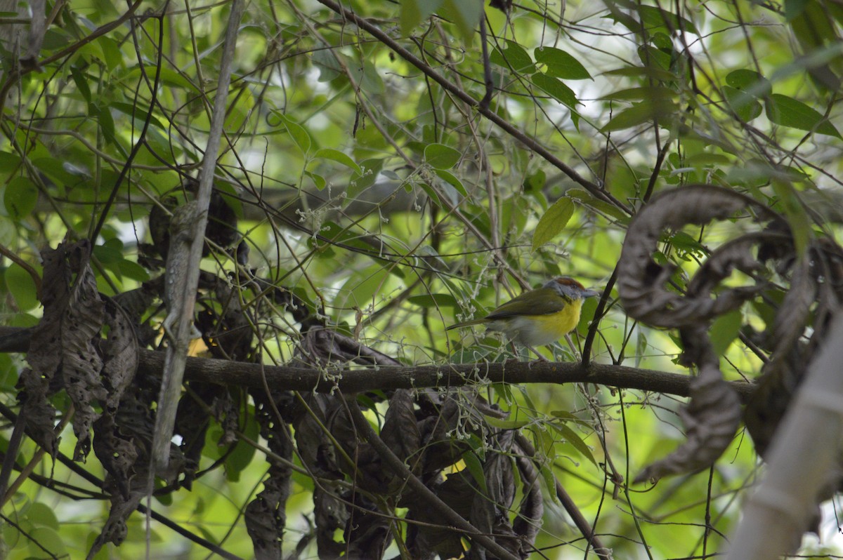 Rostbrauenvireo - ML643489326