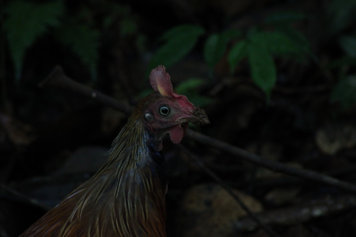 Sri Lanka Junglefowl - ML643489329