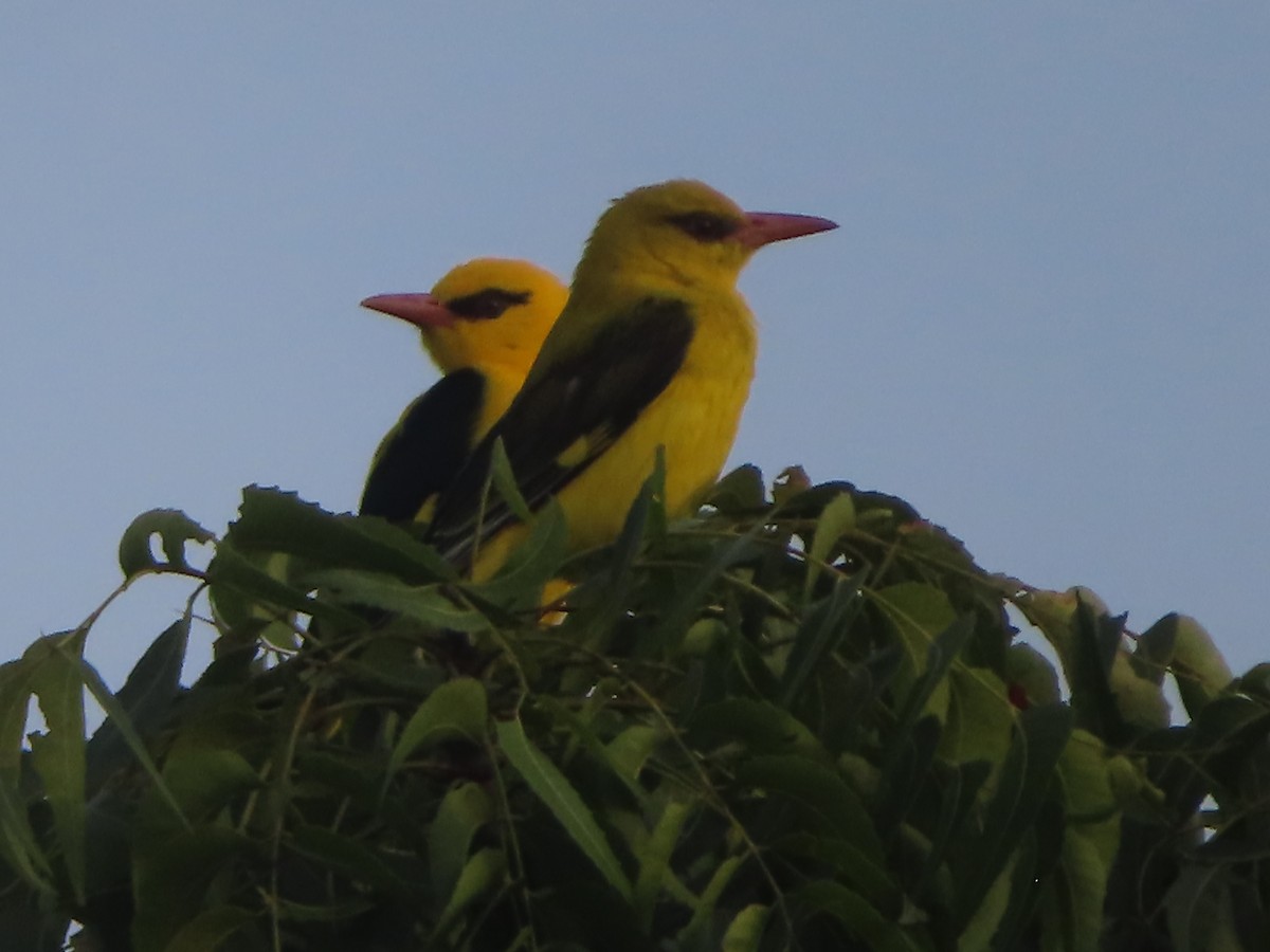 Indian Golden Oriole - ML643489331