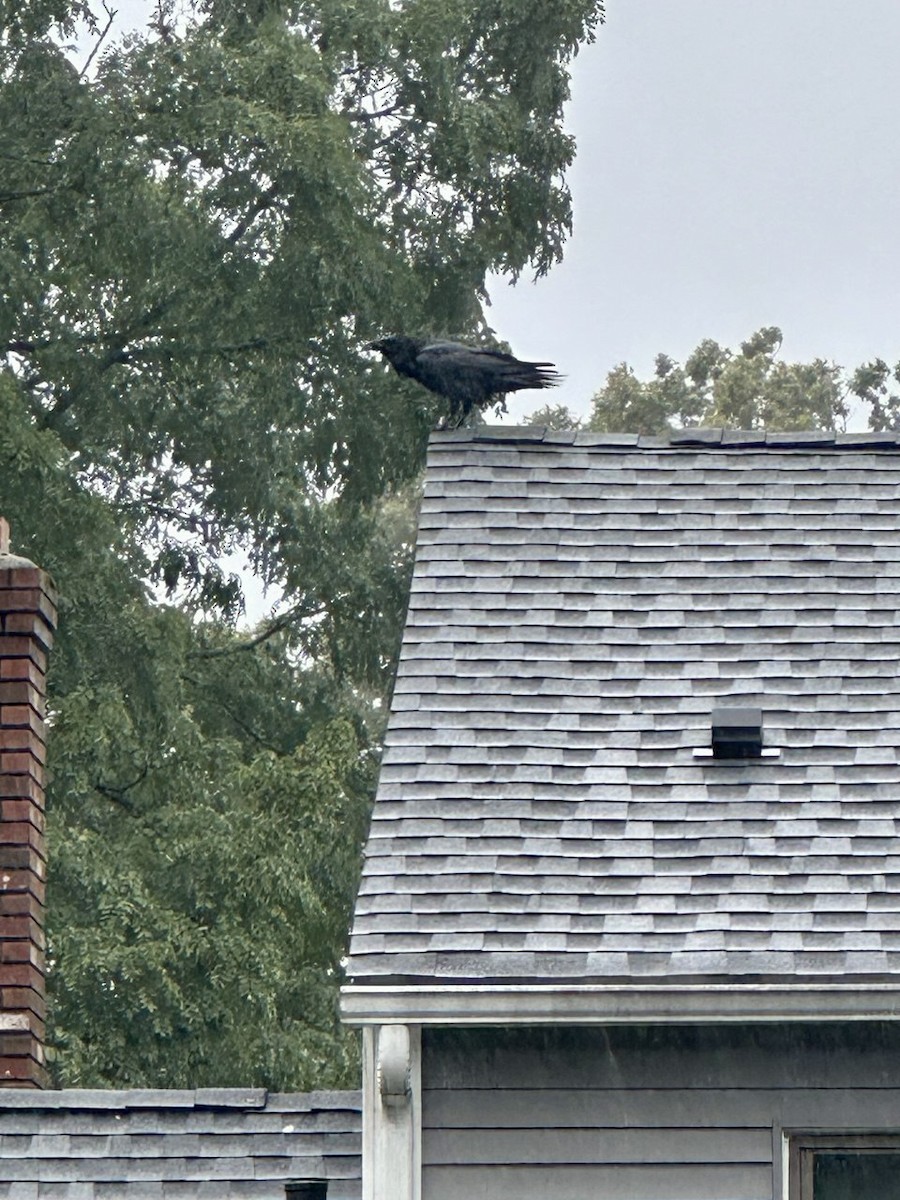 Common Raven - ML643489335