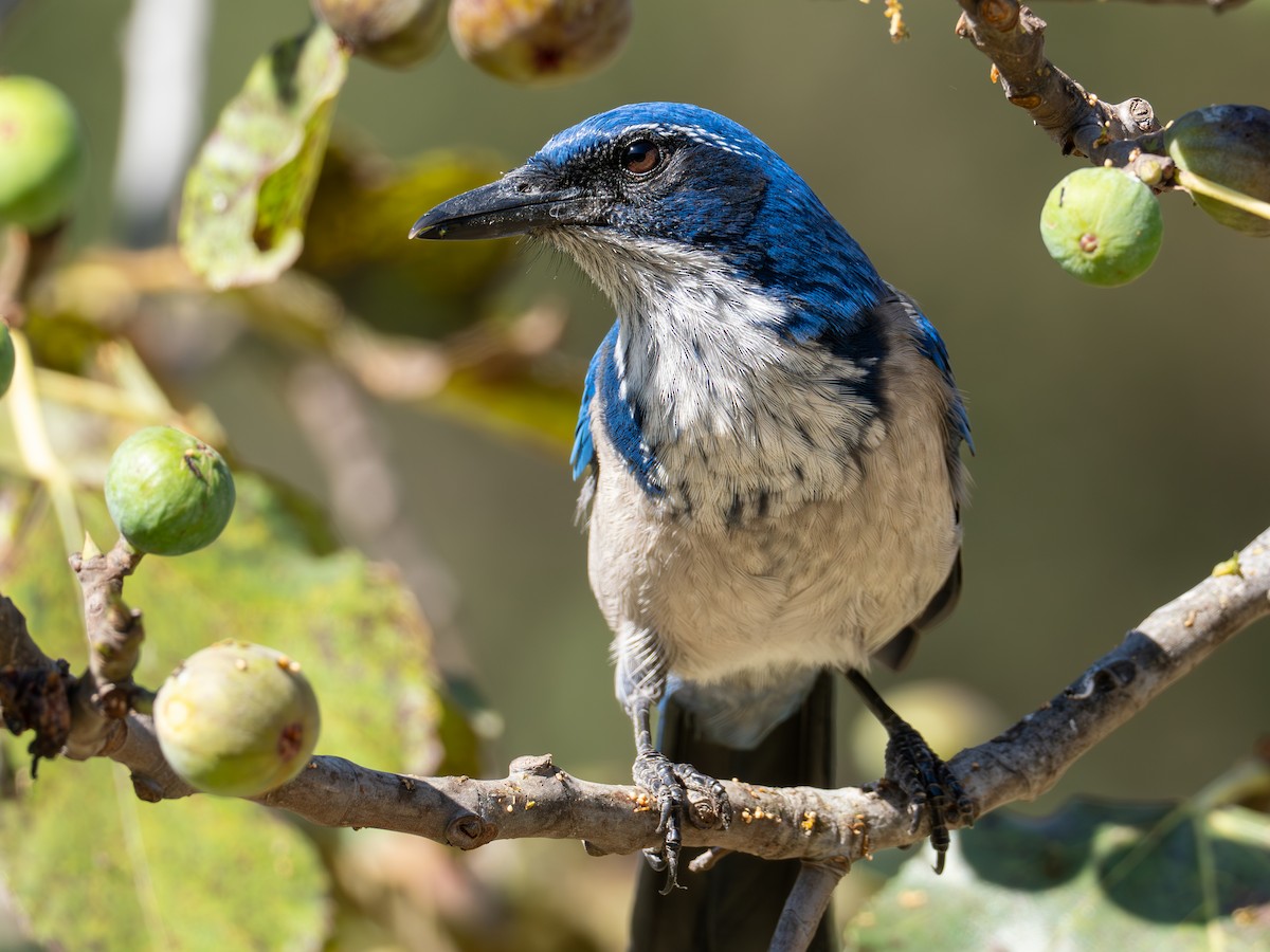 Island Scrub-Jay - ML643489336