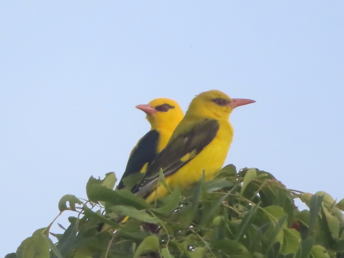 Indian Golden Oriole - ML643489353