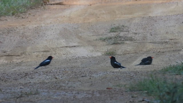 Black Nunbird - ML643489354
