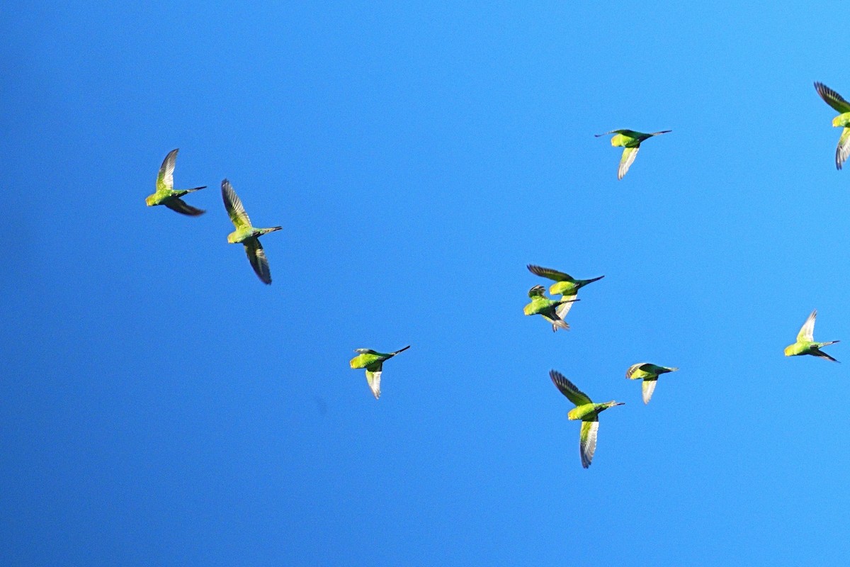 Budgerigar - ML643489358
