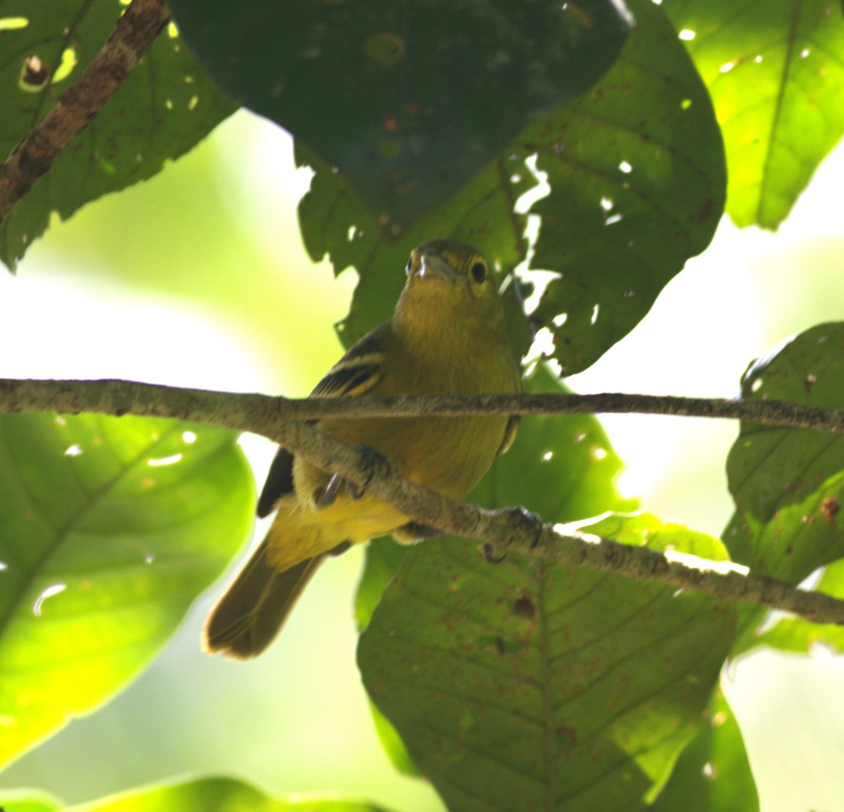 Green Iora - ML643489377