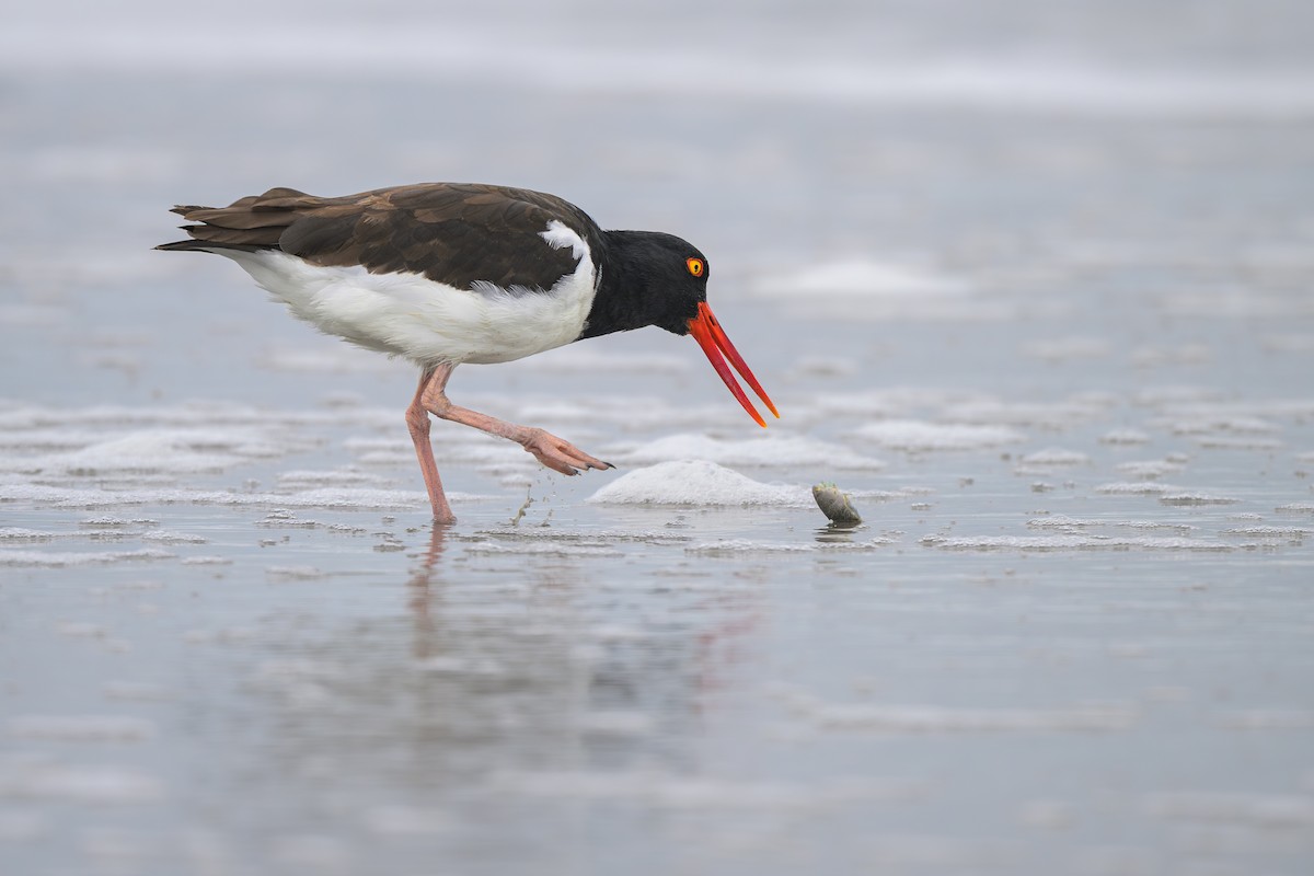 American Oystercatcher - ML643489396