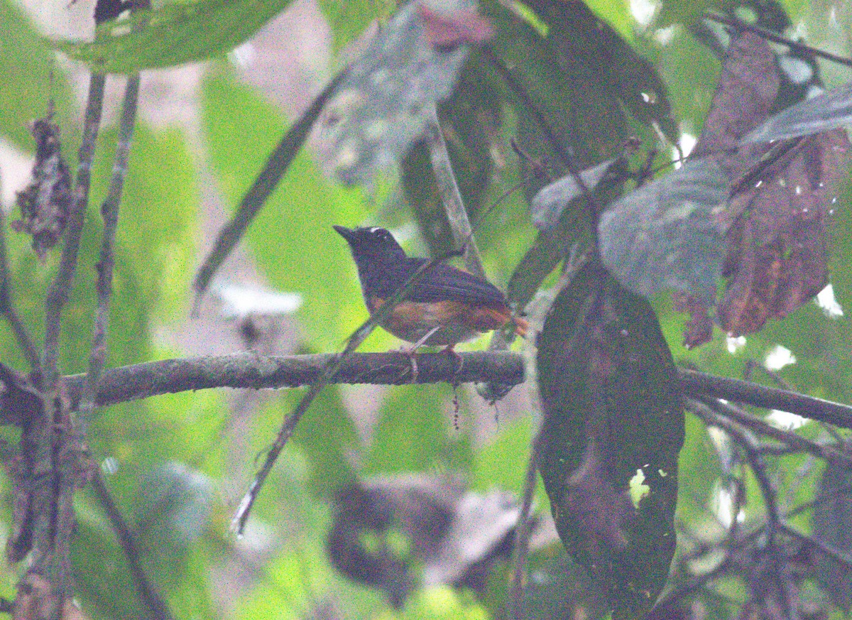 Rufous-tailed Shama - ML643489397