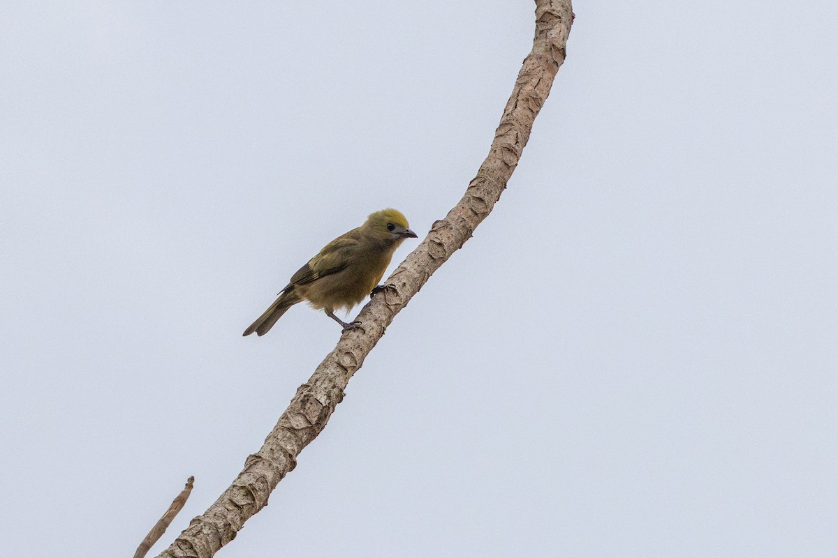 Palm Tanager - ML643489429