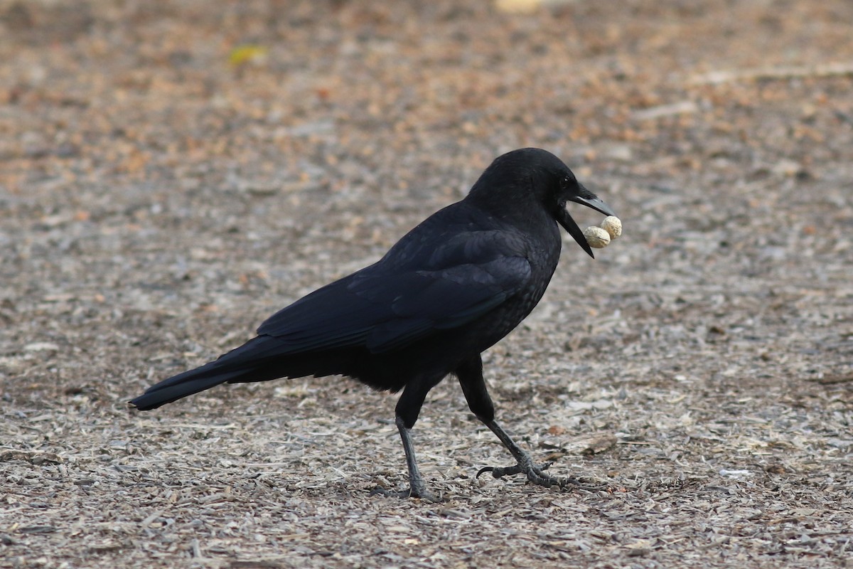 American Crow - ML643489454