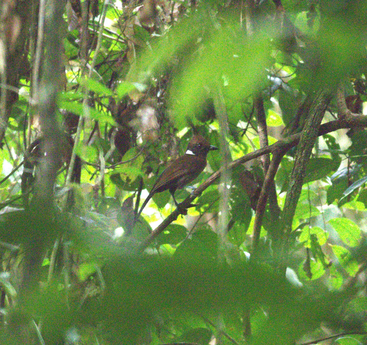 Crested Jayshrike - ML643489467