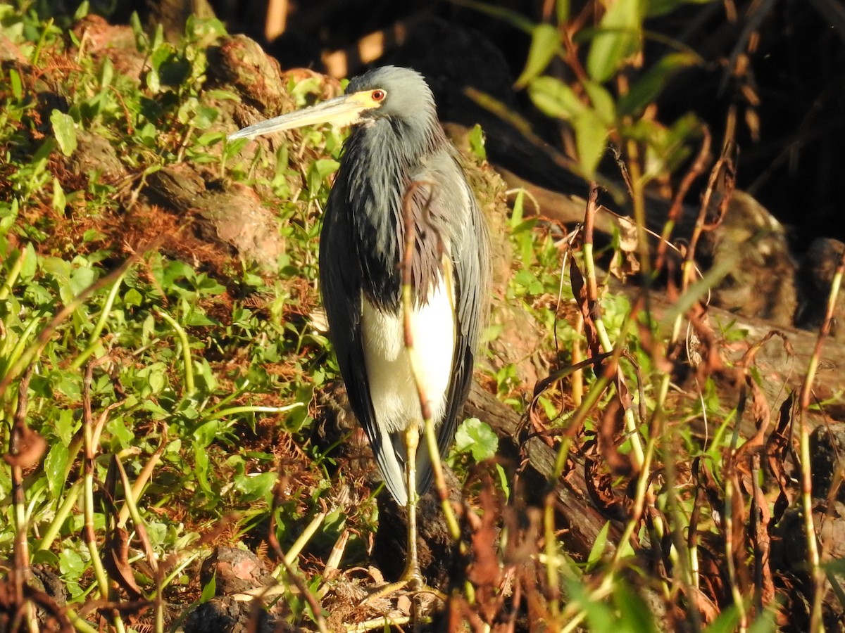 Tricolored Heron - ML643489471