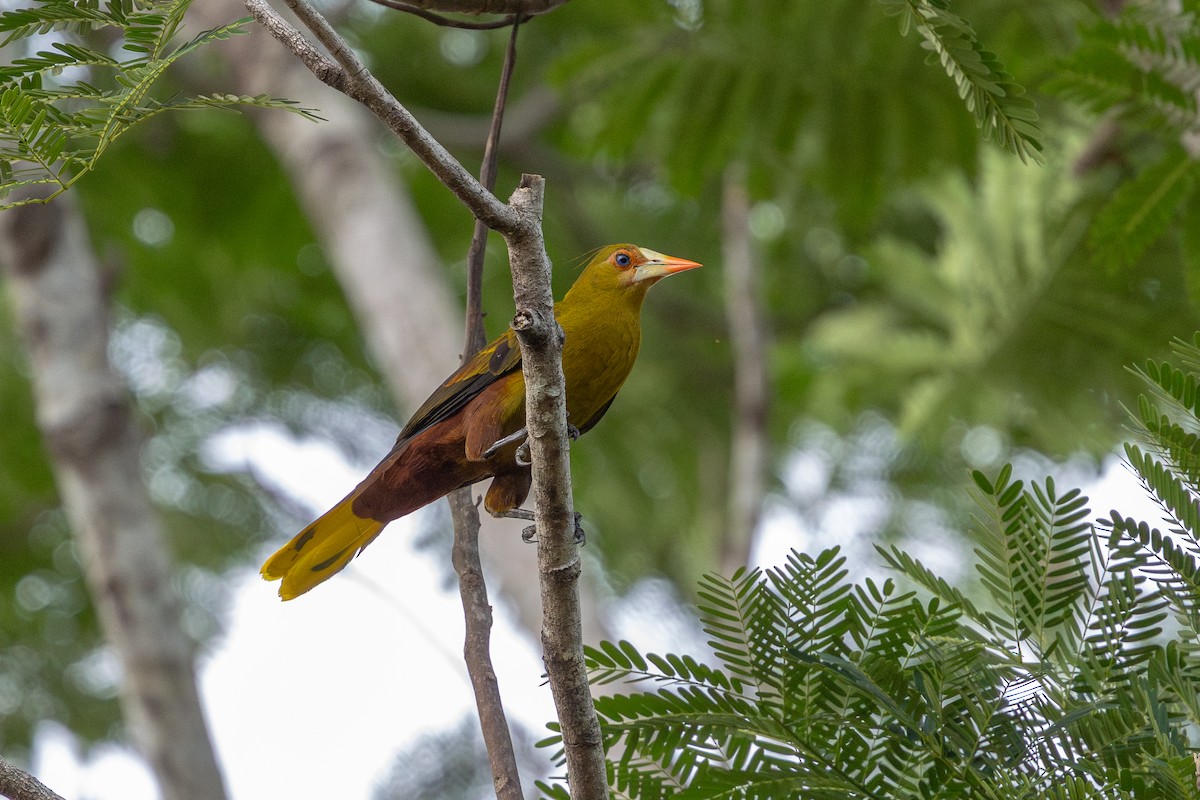 Green Oropendola - ML643489479