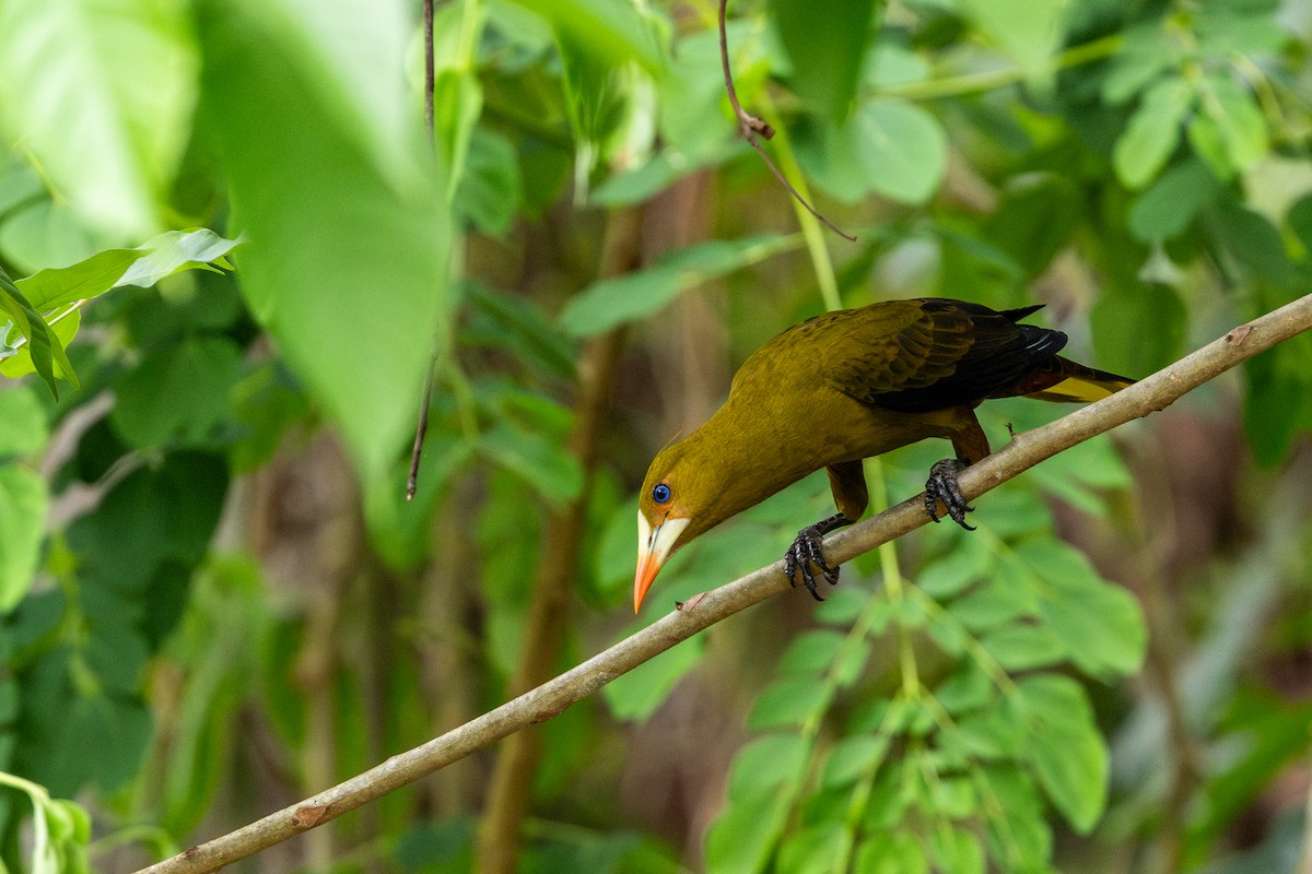 Green Oropendola - ML643489480