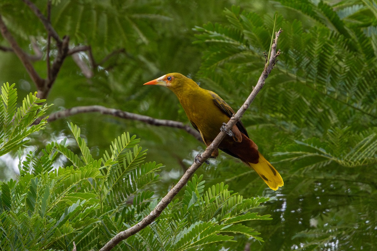 Green Oropendola - ML643489481