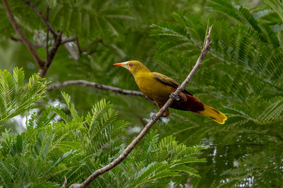 Green Oropendola - ML643489482