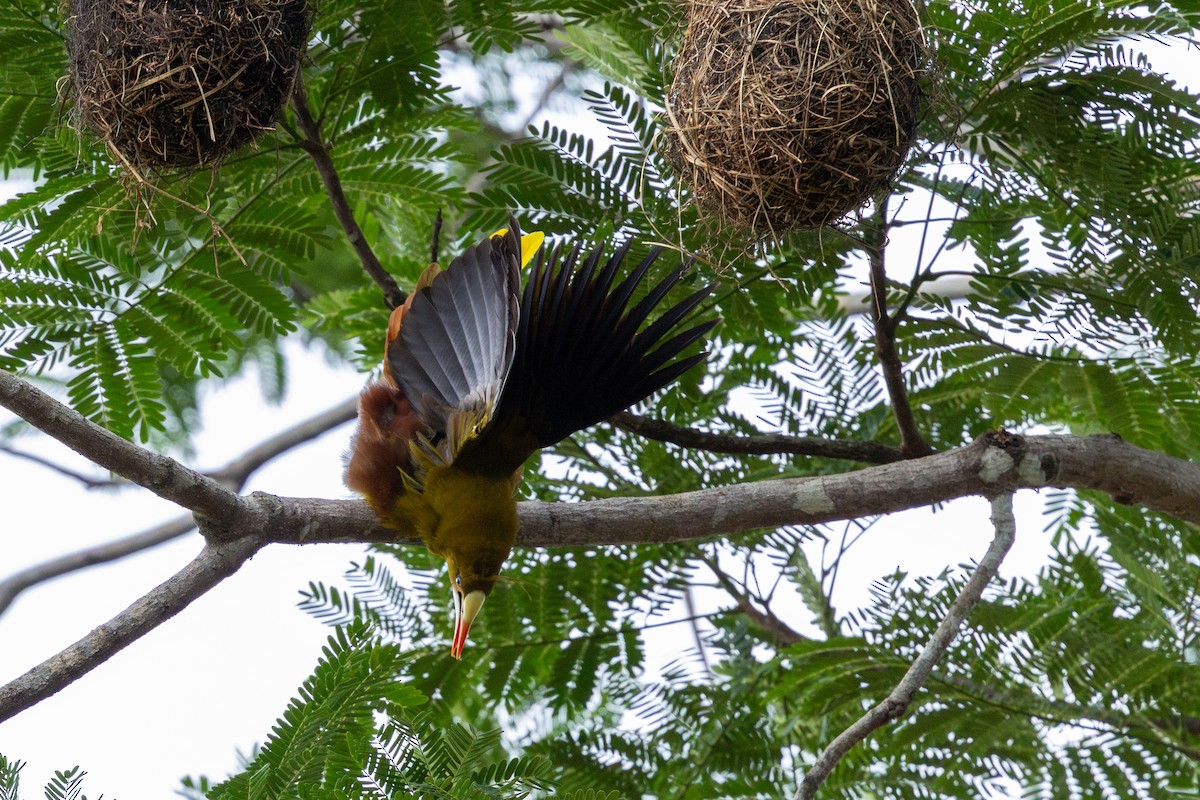 Green Oropendola - ML643489483