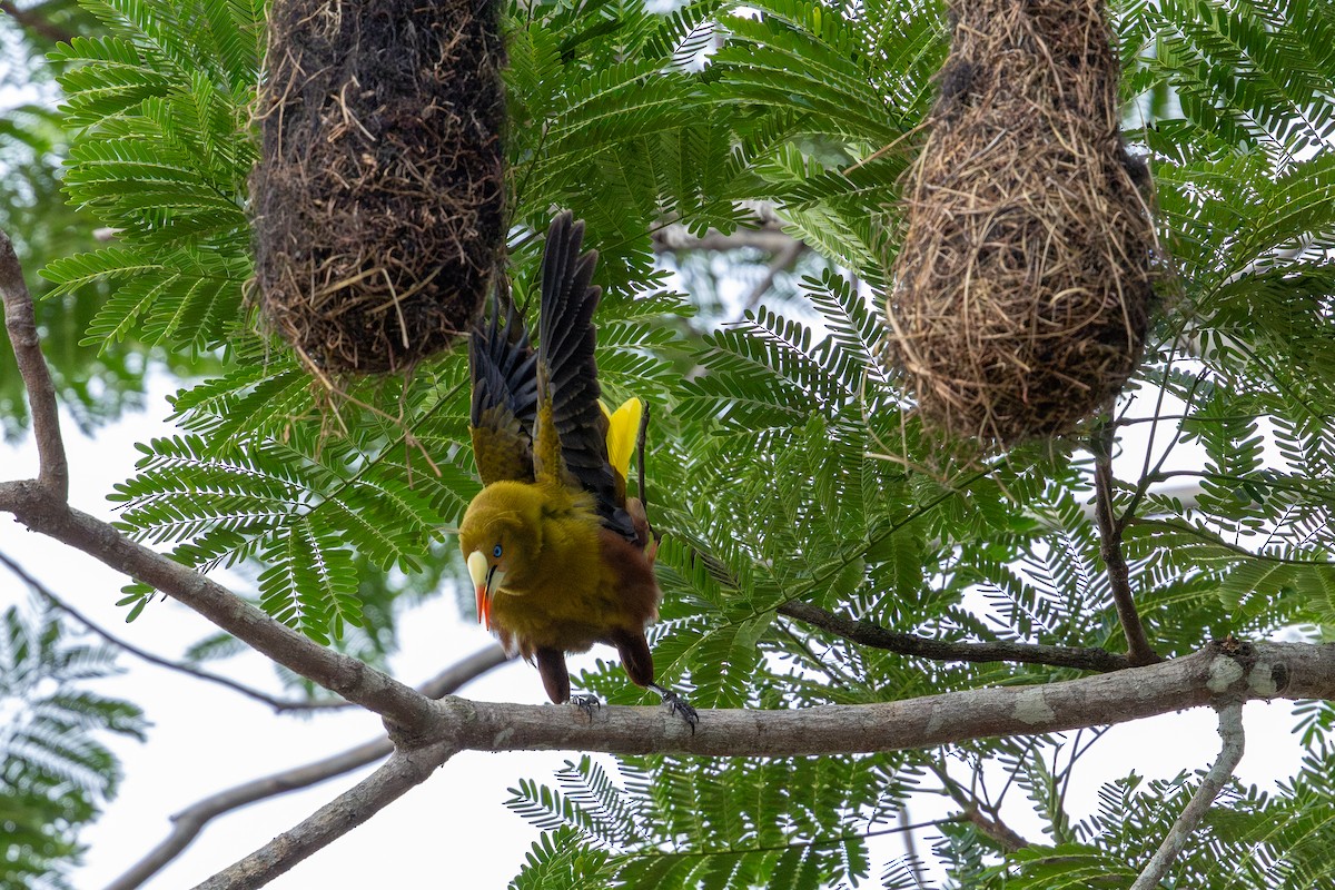 Green Oropendola - ML643489484