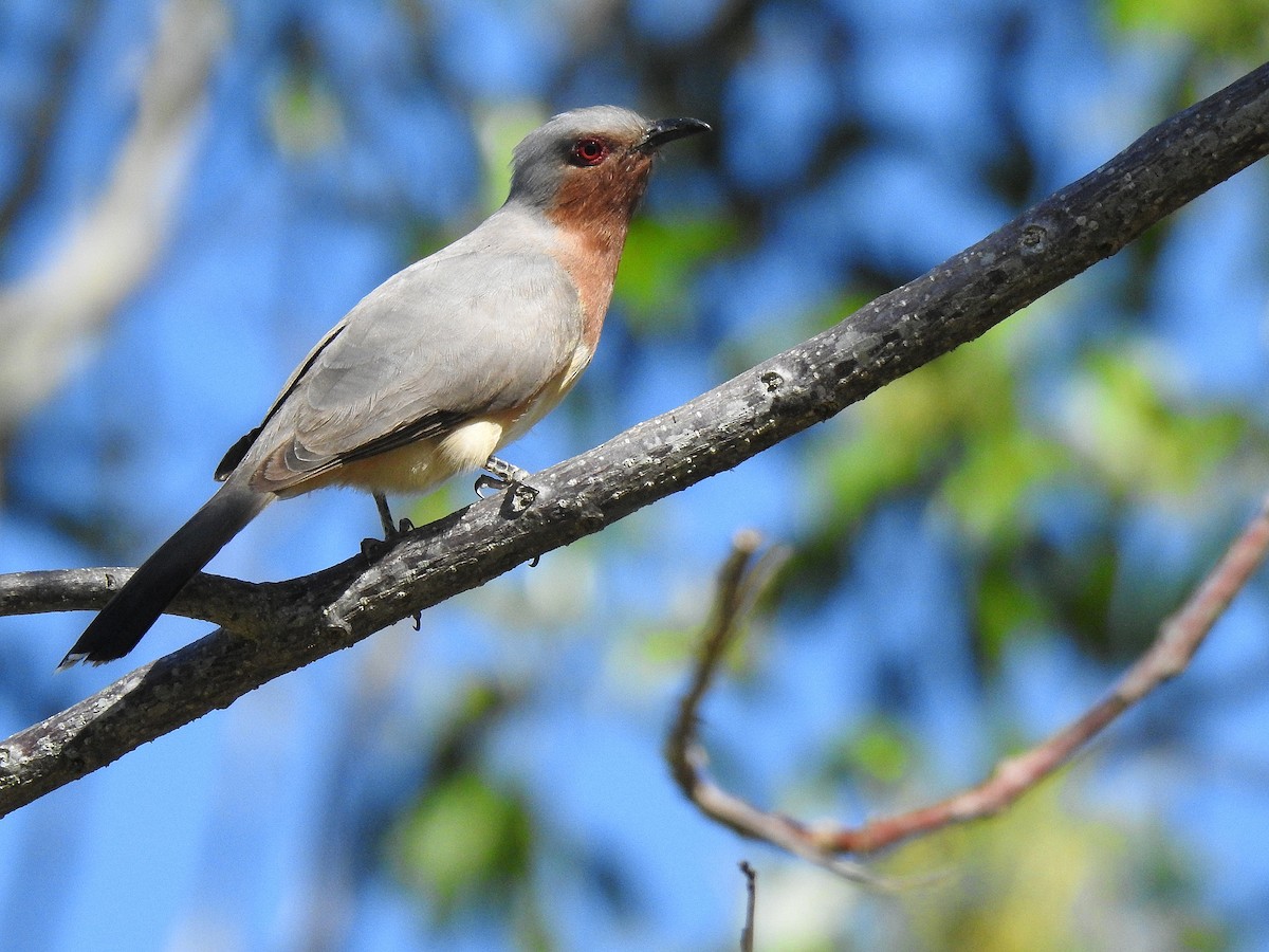 Dwarf Cuckoo - ML643489490