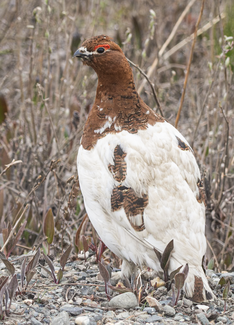 Willow Ptarmigan - ML643489510