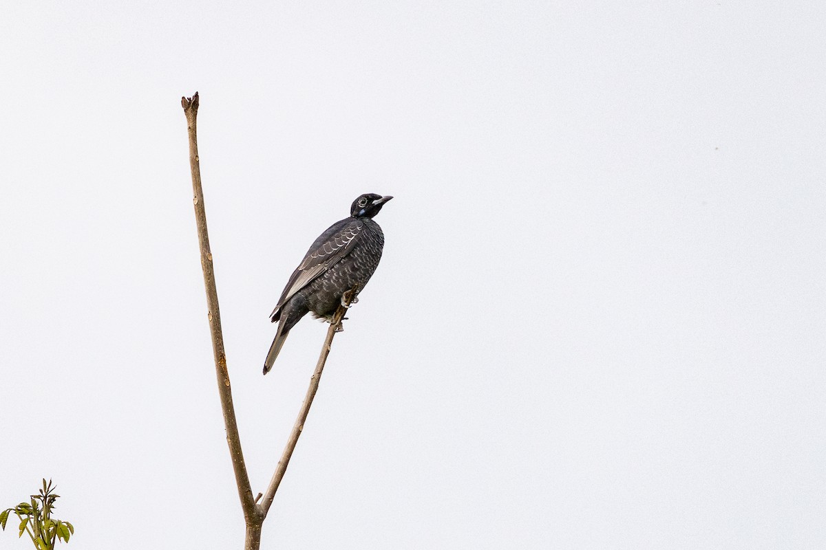 Bare-necked Fruitcrow - ML643489516