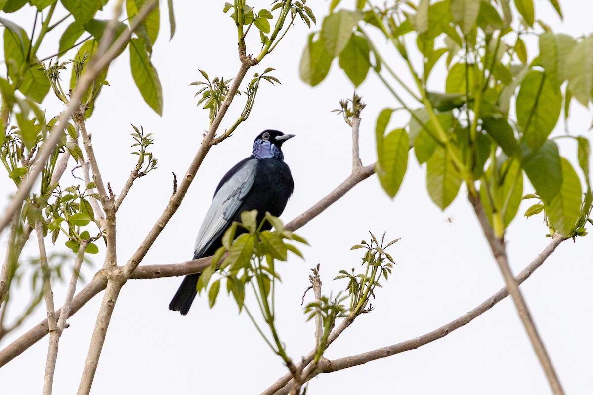 Bare-necked Fruitcrow - ML643489517