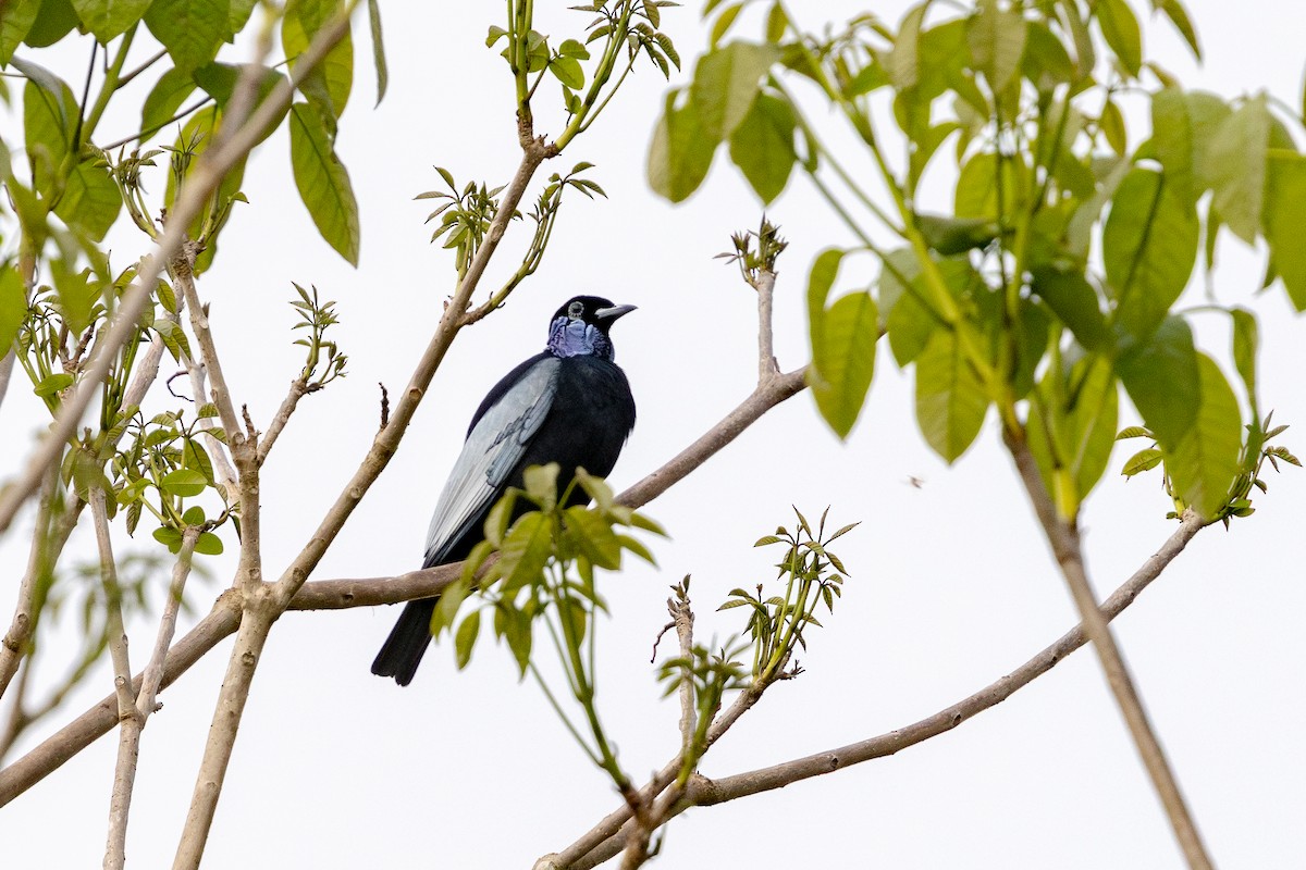 Bare-necked Fruitcrow - ML643489518