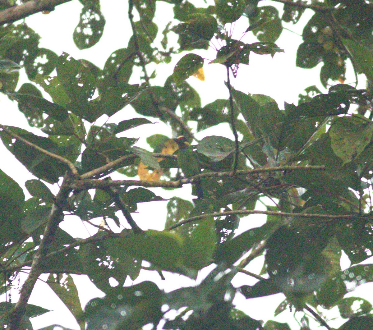 Gold-whiskered Barbet (Gold-faced) - ML643489525