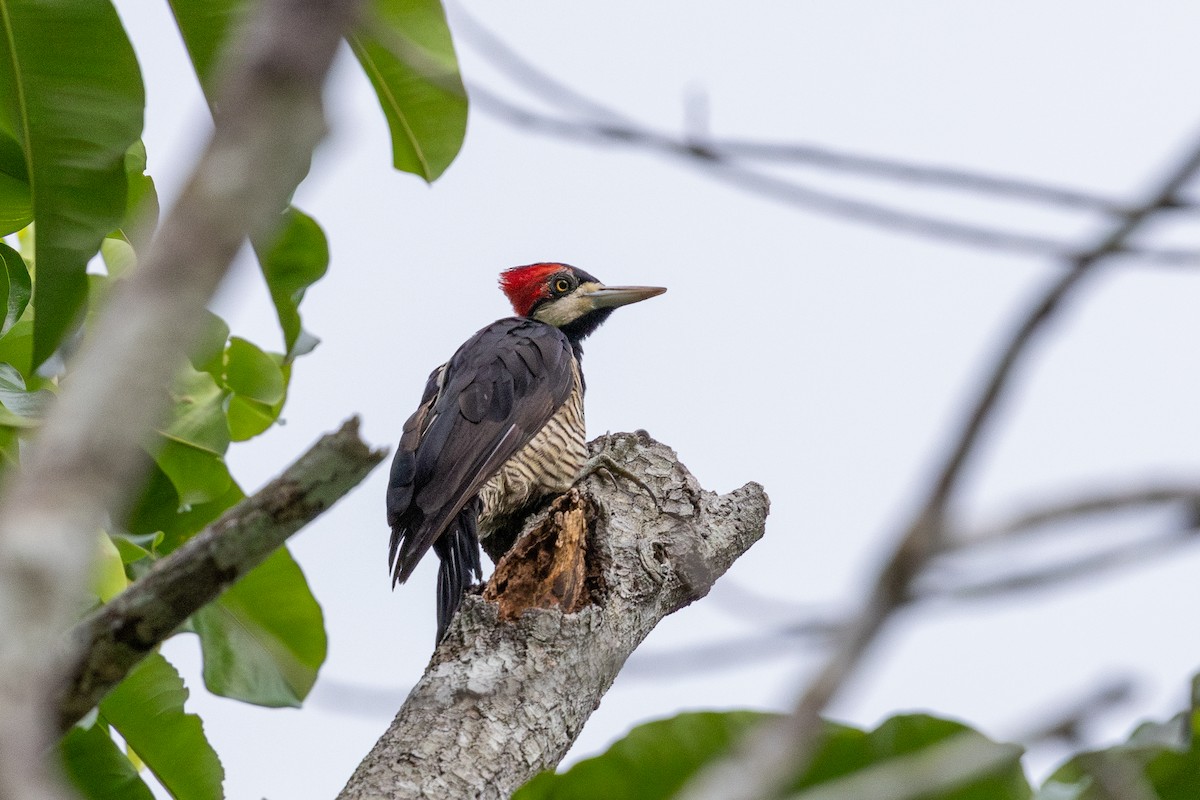 Crimson-crested Woodpecker - ML643489526