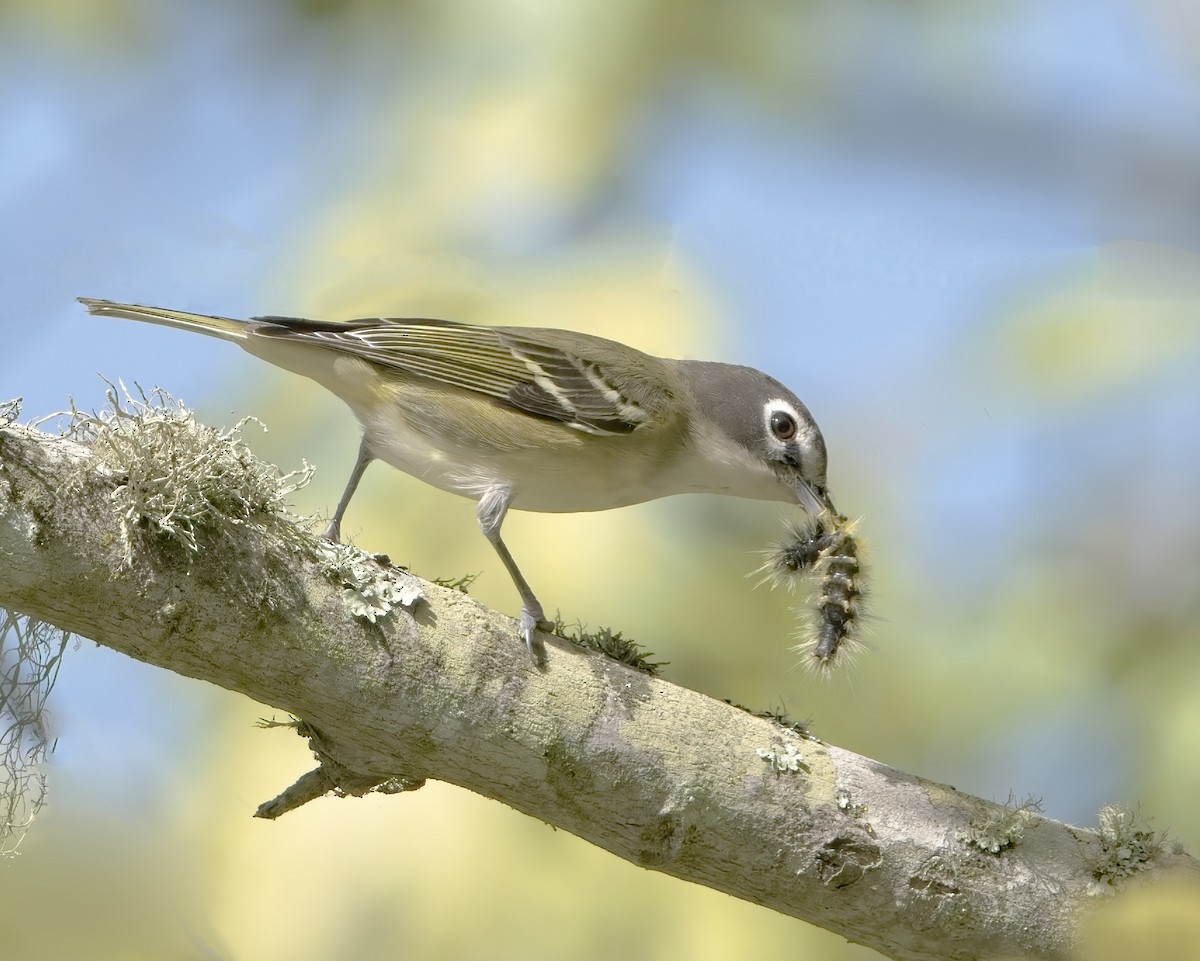 Blue-headed Vireo - ML643489558