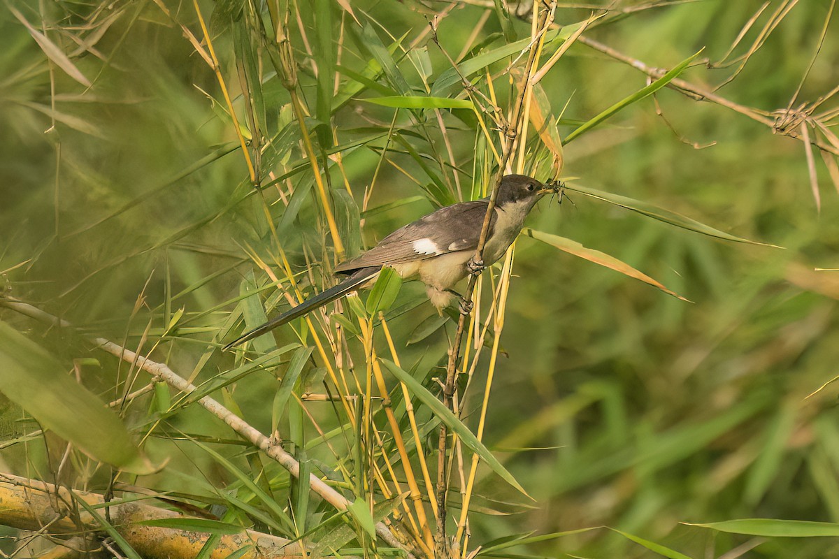 Pied Cuckoo - ML643489567