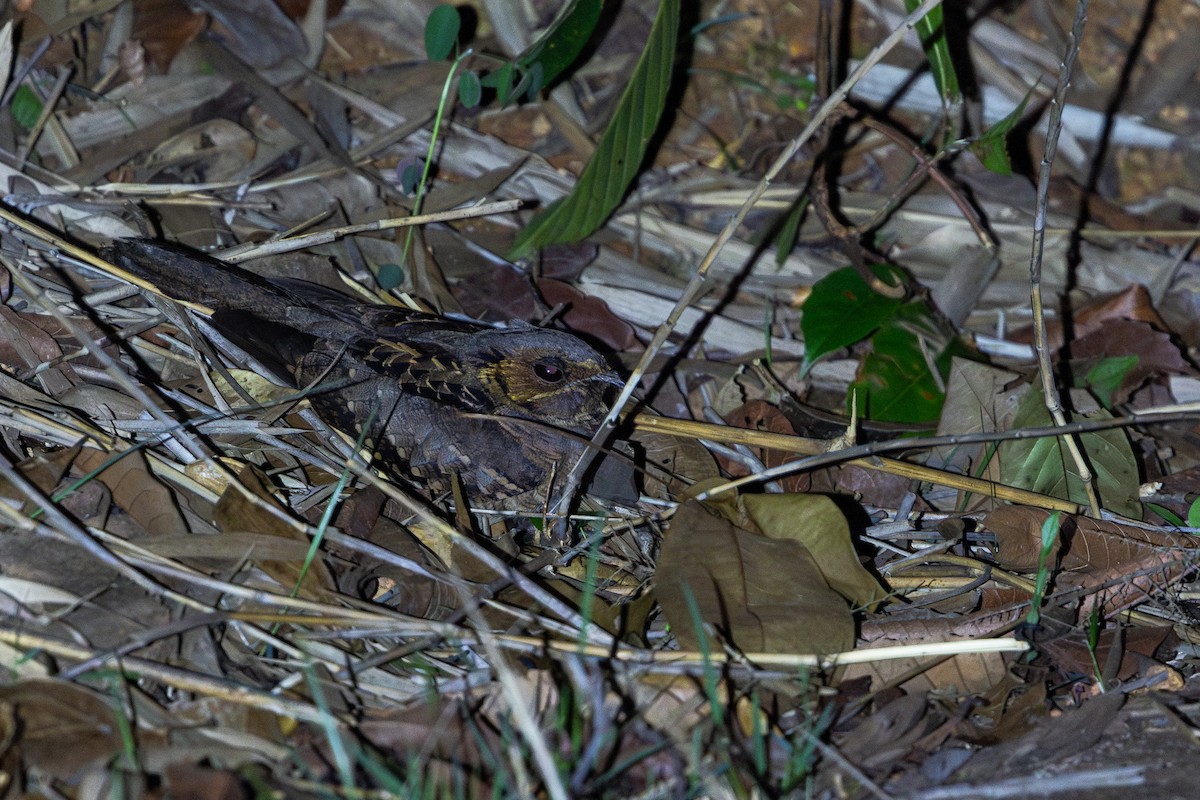 Common Pauraque - ML643489568