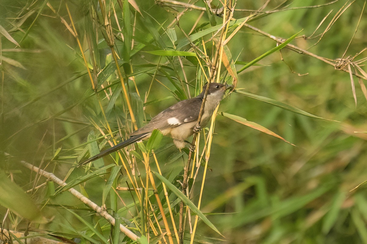 Pied Cuckoo - ML643489571