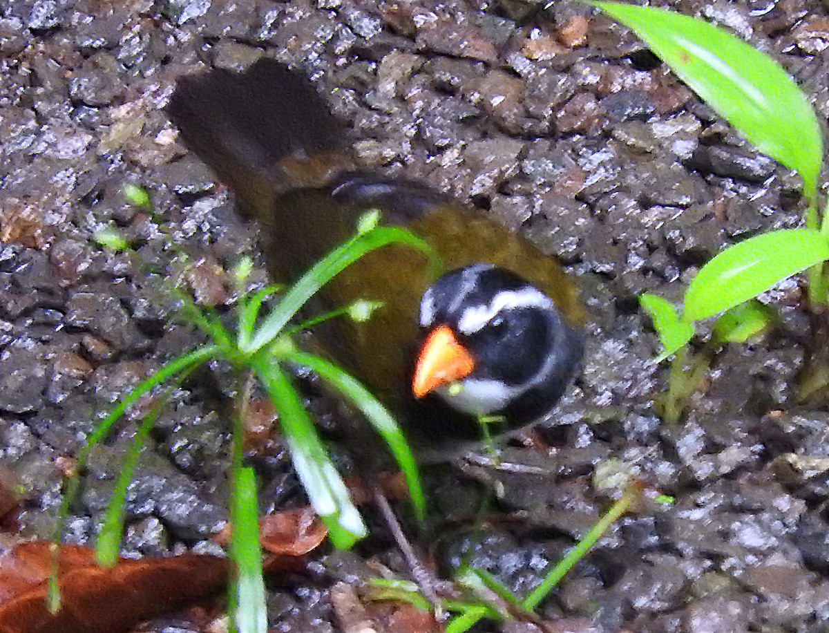Orange-billed Sparrow - ML643489572