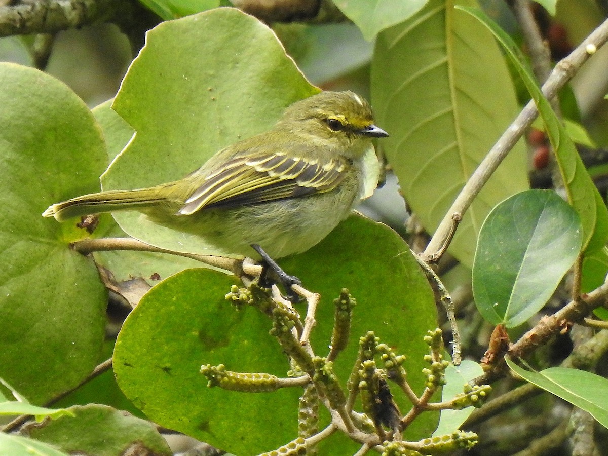 Golden-faced Tyrannulet - ML643489594