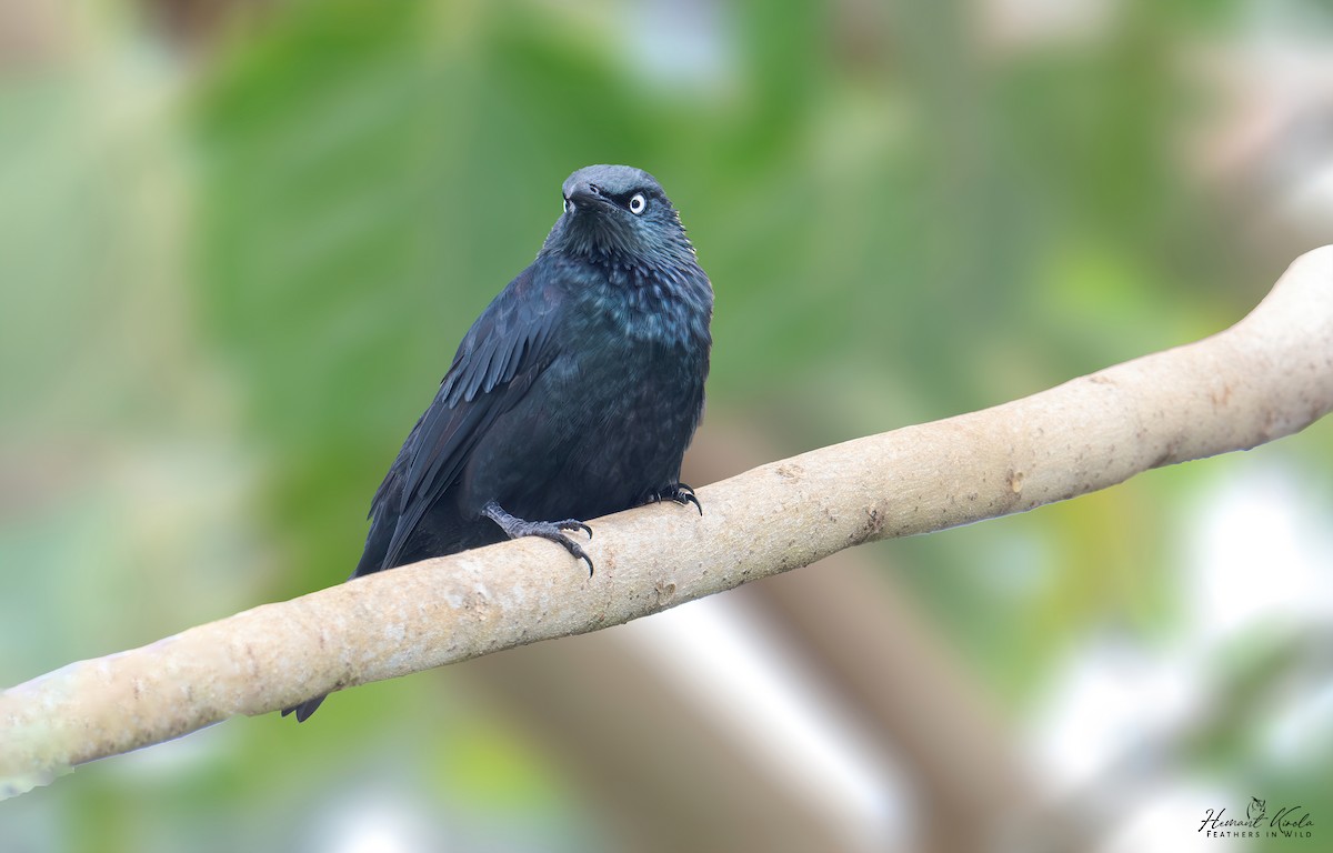 Asian Glossy Starling - ML643489598