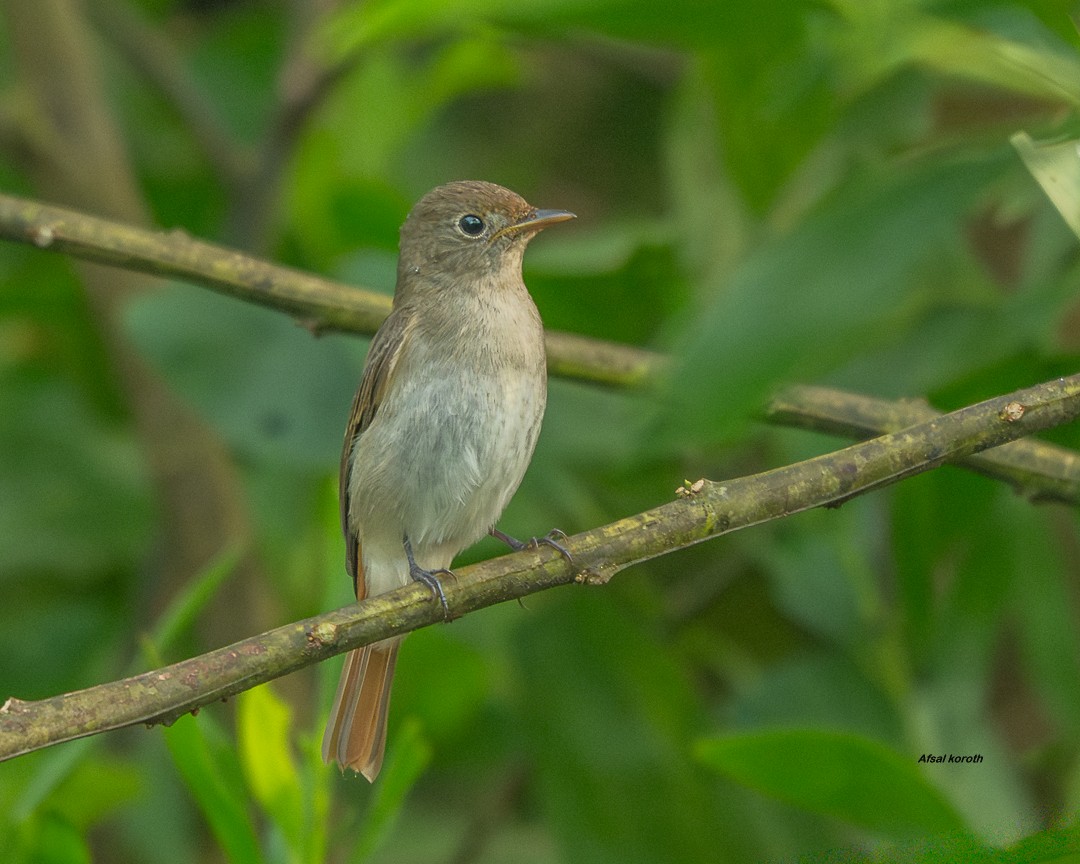 Rusty-tailed Flycatcher - ML643489599