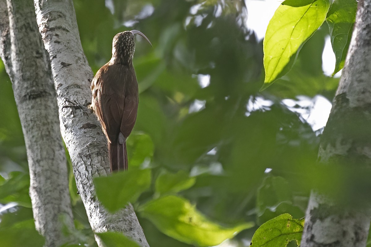 amazonbuetreløper (gyldenstolpei) (selvasbuetreløper) - ML643489659