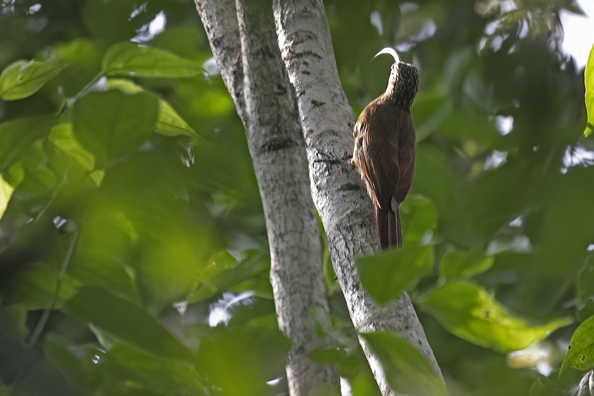 amazonbuetreløper (gyldenstolpei) (selvasbuetreløper) - ML643489660