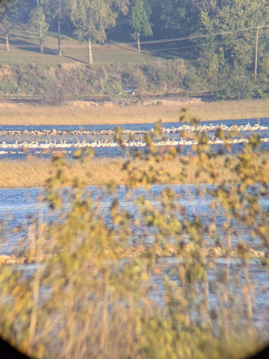 American White Pelican - ML643489688